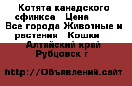 Котята канадского сфинкса › Цена ­ 15 - Все города Животные и растения » Кошки   . Алтайский край,Рубцовск г.